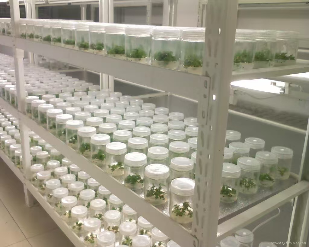 怀柔组培实验室应该如何布局